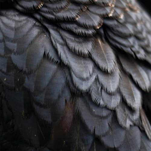 Ex People - Bird [VINYL]