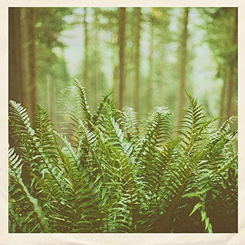 Mtbrd - Just Visiting [VINYL]