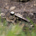 Labradford - Prazision