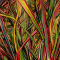 Gengahr - Where Wildness Grows